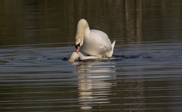 Par Cisnes Brancos Água — Fotografia de Stock