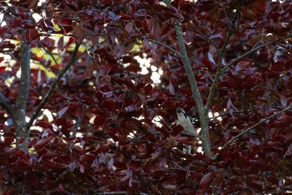 Ένα Κοντινό Πλάνο Μιας Κερασιάς Μωβ Φύλλα Κάτω Από Φως — Φωτογραφία Αρχείου