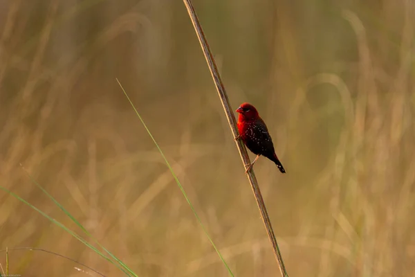 Selective Focus Red Avadavat Red Munia Perched Straw — Stock Photo, Image