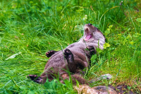 Nahaufnahme Eines Entzückenden Gähnenden Fischotters Auf Einer Grünen Wiese — Stockfoto