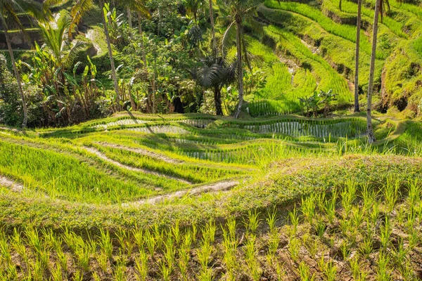 Uma Bela Vista Dos Terraços Arroz Tegalalang Bali — Fotografia de Stock