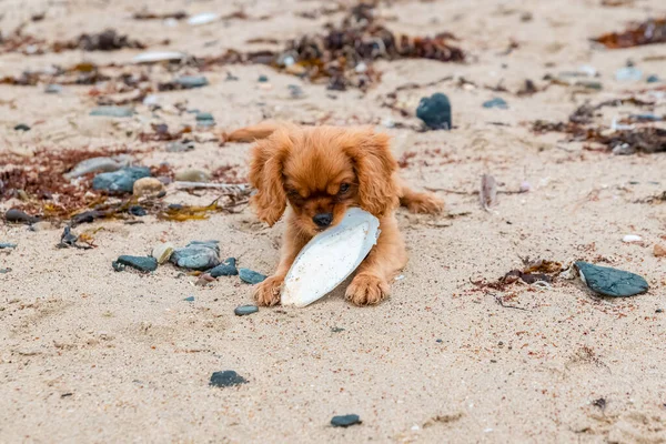 Dog Cavalier King Charles Ruby Puppy Playing Beach Cuttlefish Bone — Stock Photo, Image