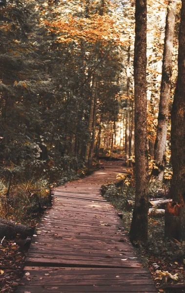 Una Hermosa Vista Sendero Bosque Con Árboles Grandes — Foto de Stock