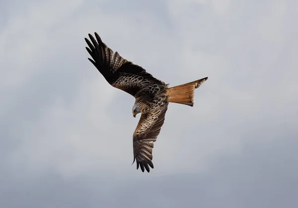 Matala Kulma Laukaus Red Kite Lintu Lentää Auki Siivet Sinisellä — kuvapankkivalokuva