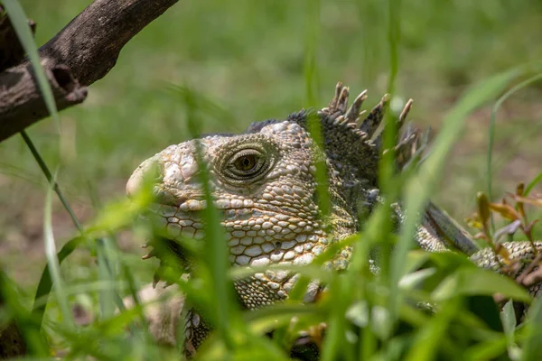 Shallow Focus Shot Green Iguana Basking Ground Green Grass Bright — Stock Photo, Image