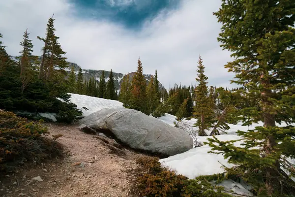 Krásný Výhled Přírodu Zimním Chladném Počasí Lese Oblačným Nebem — Stock fotografie
