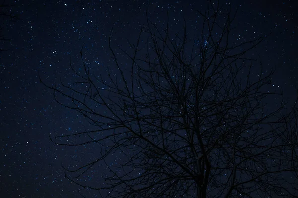 暗い木々が立ち並ぶ真夜中の星と天の川の眺め — ストック写真