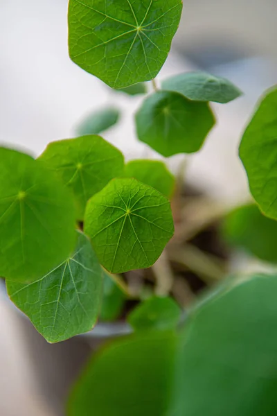 花园中的一种绿色植物幼苗的垂直特写 — 图库照片