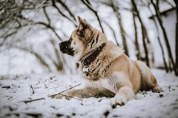 Belo Tiro Cão Siberiano Ocidental Laika Sentado Chão Neve Olhando — Fotografia de Stock