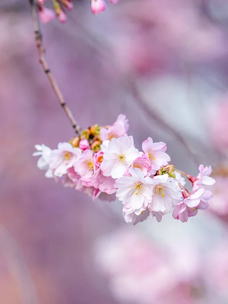 Eine Vertikale Aufnahme Schöner Kirschblüten Die Auf Verschwommenem Hintergrund Blühen — Stockfoto