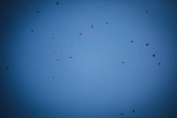 Vögel Fliegen Blauen Himmel Vorbei — Stockfoto