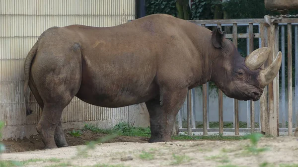 Primer Plano Rinoceronte Zoológico —  Fotos de Stock