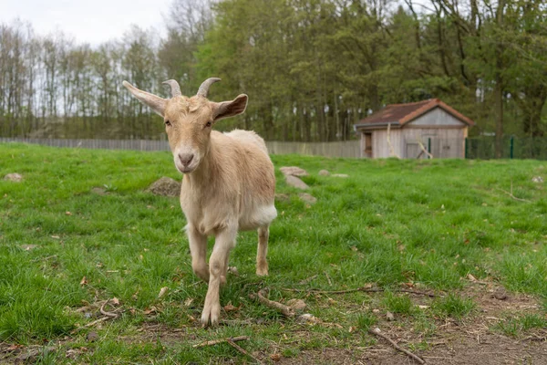 A cute brown Nigerian Dwarf goat on the grass looking at the camera