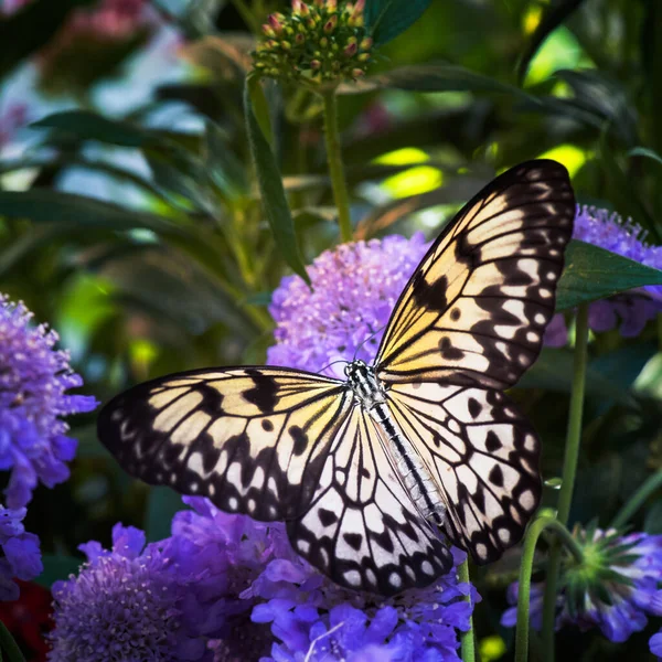 Primer Plano Una Hermosa Mariposa Blanca Negra Sobre Una Flor — Foto de Stock