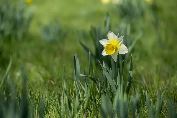 Primo Piano Narciso Campo — Foto Stock