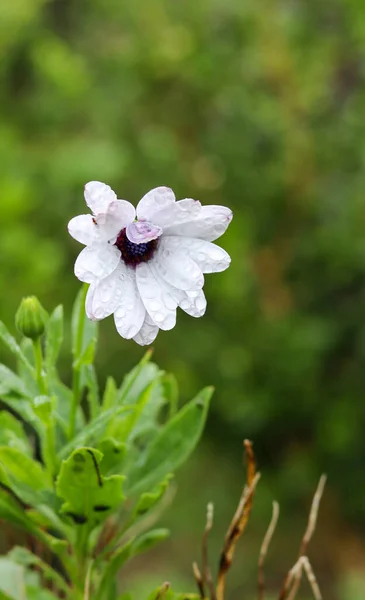 一朵带雨滴的天然白色菊花的垂直特写 — 图库照片