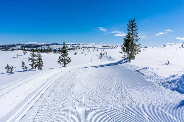 一个冬季的田野 树上覆盖着雪 滑雪者在滑雪 — 图库照片