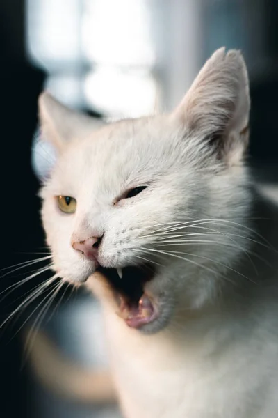 Şirin Bir Kedi Yavrusunun Evde Komik Şeyler Yaparken Dikey Yakın — Stok fotoğraf