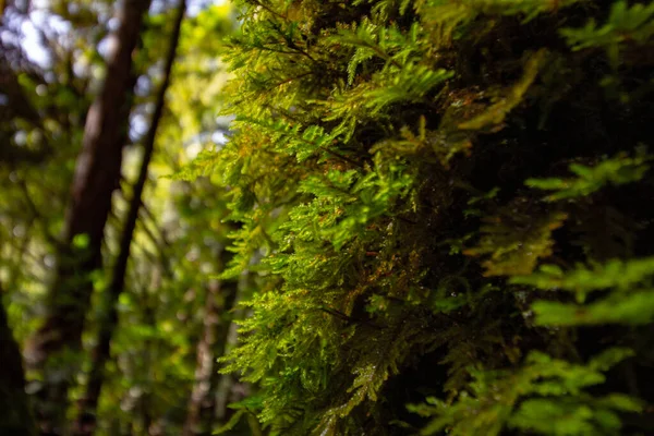 Βρύα Της Συμμαχίας Redwoods Στην Καλιφόρνια Ηπα — Φωτογραφία Αρχείου