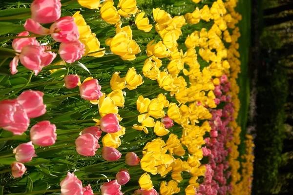 Plano Vertical Tulipanes Coloridos Jardín —  Fotos de Stock