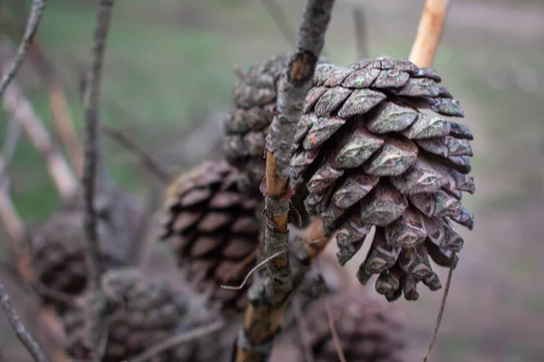 Gros Plan Cônes Pin Pendent Sur Branche Arbre — Photo