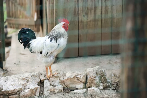 農場で鶏のクローズアップショット — ストック写真