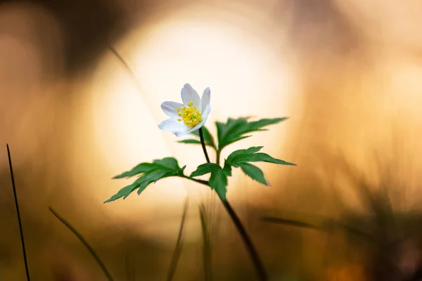 Eine Nahaufnahme Einer Weißen Anemonenblume Garten Mit Verschwommenem Gelben Hintergrund — Stockfoto