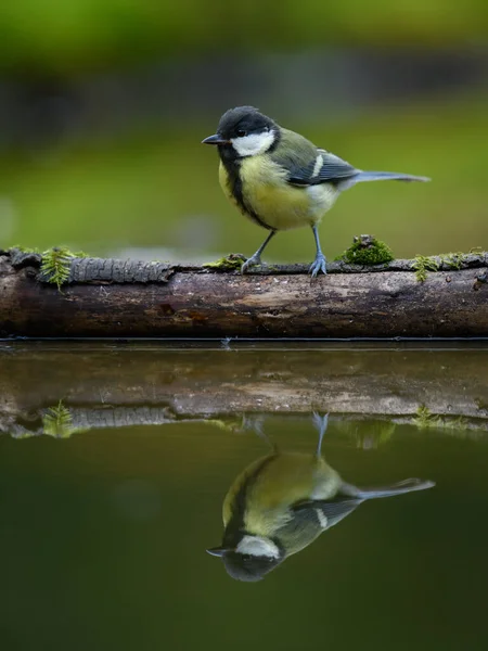 Pequeno Passarinho Bonito Lago Com Reflexo Água Fundo Verde Desfocado — Fotografia de Stock