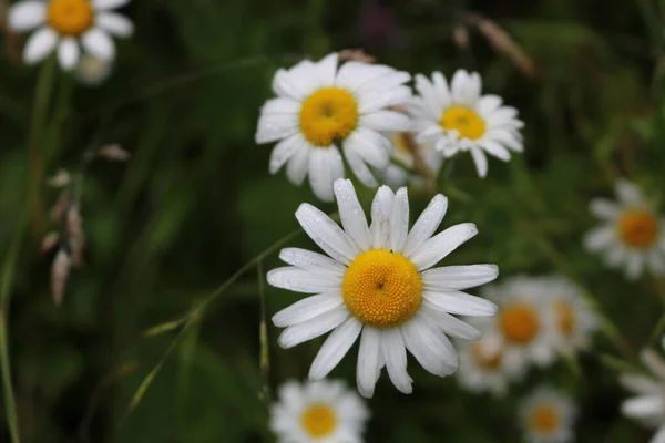 Camomilla Piena Fioritura Campo — Foto Stock