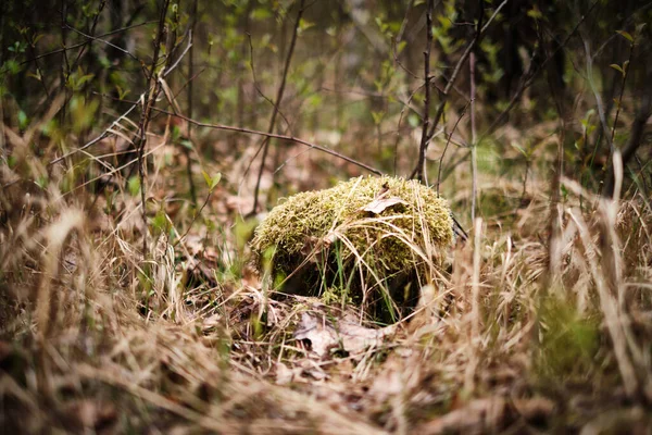 Lesie Deszczowym Jest Mała Dziura Pokryta Mchem Pośród Suchej Trawy — Zdjęcie stockowe