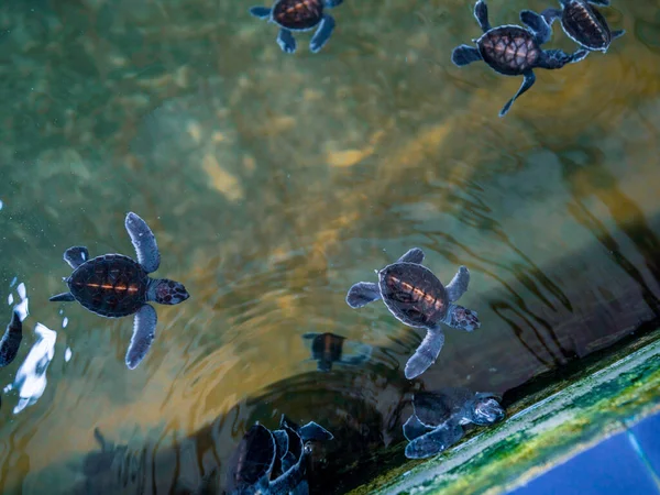 Grupo Tortugas Bebé Sociedad Preservación Tortugas Marinas —  Fotos de Stock