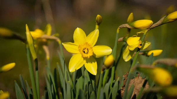 牧草地にナルシシズムを開花の選択的な焦点ショット — ストック写真
