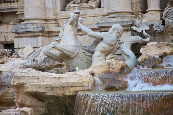 Closeup Gull Perched Trevi Fountain Rome Italy — Stock Photo, Image
