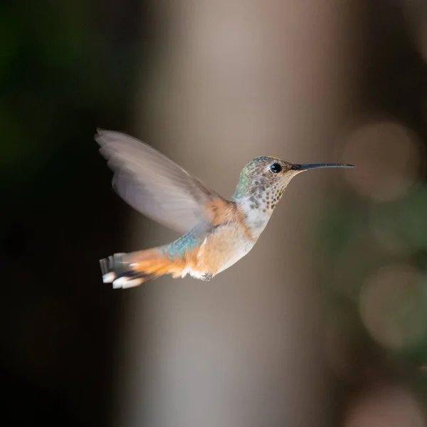 Tiro Foco Seletivo Beija Flor — Fotografia de Stock