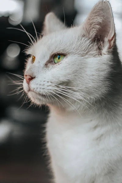 一只绿色眼睛的可爱猫咪在室内的垂直特写照片 — 图库照片