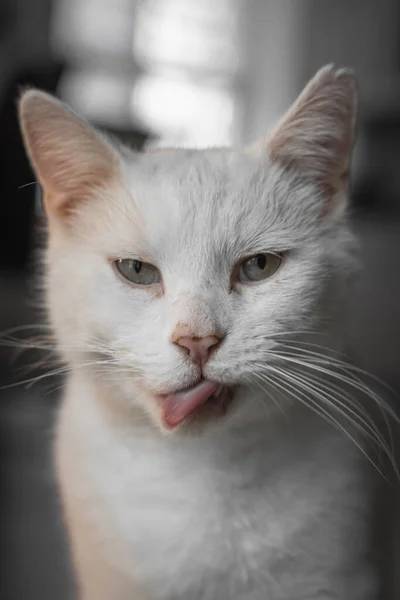 귀여운 고양이 집안에서 재미있는 고양이짓을 수직으로 클로즈업 — 스톡 사진