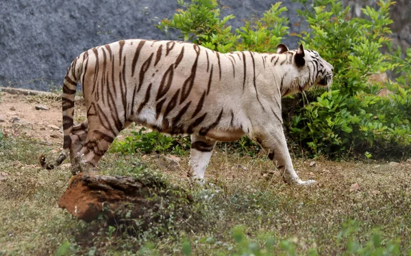 Крупный План Белого Тигра Гуляющего Парку — стоковое фото