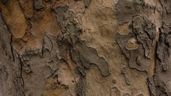Detailní Záběr Texturovaný Kmen Stromu — Stock fotografie