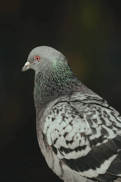 Eine Vertikale Nahaufnahme Einer Verwilderten Taube Beim Blick Zur Seite — Stockfoto