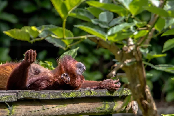Vacker Bild Orangutang Sova Rygg Träskiva Sin Inhägnad Zoo Starkt — Stockfoto