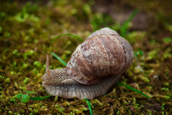 在模糊的背景下 一只蜗牛在草地上的特写镜头 — 图库照片