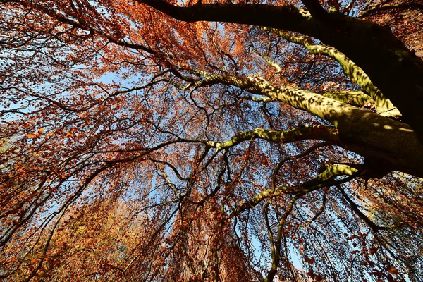 Låg Vinkel Skott Träd Som Växer Skogen Hösten — Stockfoto