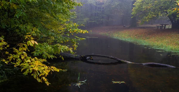 Tronc Tombé Près Arbre Sur Rivière Slovaquie — Photo