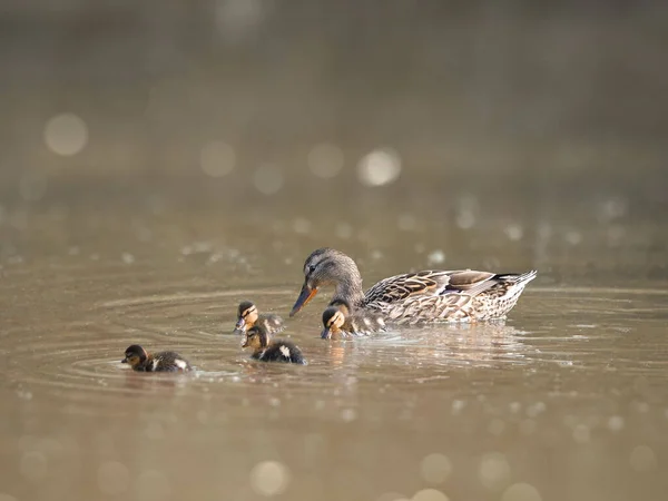 Adorable Mallard Family Floating Pond — Stock Photo, Image