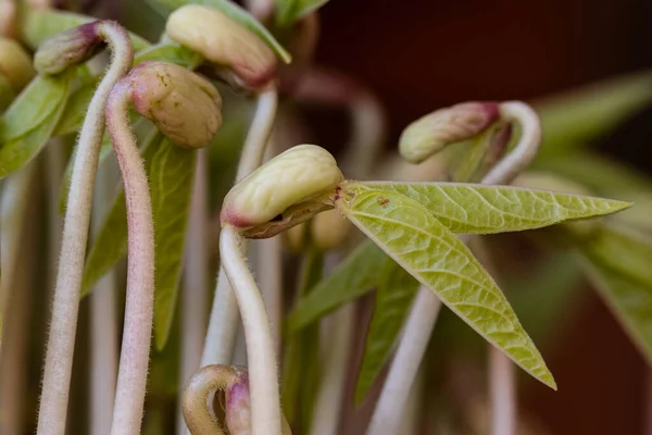 Closeup Home Grown Bean Sprouts — Stock Photo, Image