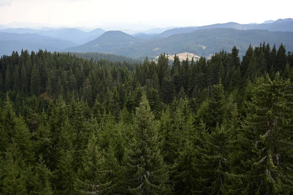 Close Floresta Pinheiros Plovdiv Bulgária — Fotografia de Stock