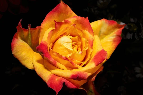 Close Shot Yellow Rose Dark Background — Stock Photo, Image