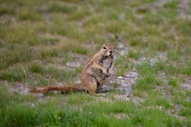 Cape ground sincabı, Xerus inauris, Namibya 'daki çalılıklardaki komik hayvan.