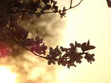 Güneşli bir günde arka planda bulanık kiraz çiçeklerinin sığ bir odak noktası.