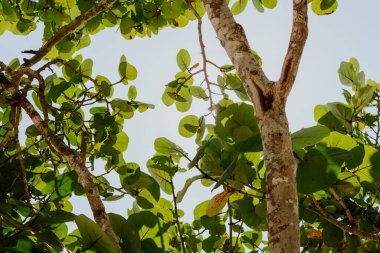 Mavi gökyüzüne karşı ağacın yeşil yapraklarının alçak açılı görüntüsü